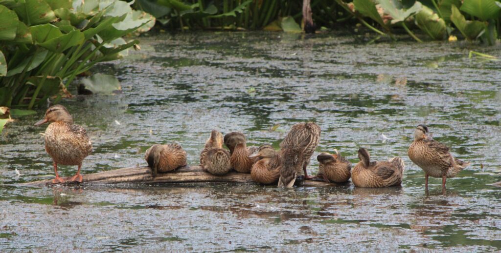Image of ducks sitting on a log in the water